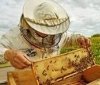 Вінницькі пасічники, які утримують майже чотири сотні бджолиних «родин», отримали фінансову допомогу