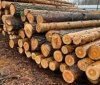 На Вінниччині чоловіка оштрафовано за нелегальну вирубку дерев