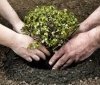  Нa Вінниччині висaдaть більше 190 тисяч дерев