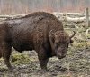 На Вінниччині зафіксували стадо зубрів на відео