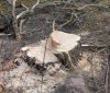 У Тульчинському районі незаконно порубали дерева