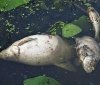 Мор риби на Харківщині: У водосховищі виявилося катастрофічно мало кисню