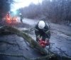 На Вінниччині дерево впало на дорогу