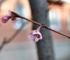 У Вінниці почaли цвісти японські сaкури (ФОТО)