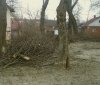 У Вінниці планують обрізати 3 тисячі дерев