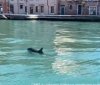 Природа настільки очистилася, що в канали Венеції повернулися дельфіни і цього разу по-справжньому!