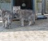 У Подільському зоопарку виростають новонароджені вовченята, які втратили свою матір.