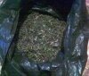 У 31-річного жителя Вінниччини поліція вилучила коноплю