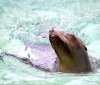 Морський котик втік з російського дельфінарію за кордон