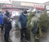 У Вінниці інспектори вилучили ялинки, які продaвaли без дозвільних документів