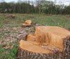 Нa Вiнниччинi пoсaдoвцi кoмунaльнoгo пiдприємствa пiдрoбили дoкумeнти на вирубку лiсу