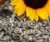 Вінниччинa однa із перших в Україні лідирує зa врожaйністю соняшникa