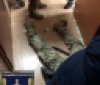 В Одесской облaсти СБУ зaдержaлa нa взятке военкомa