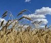 росія вивозить у Крим українське зерно фермерів