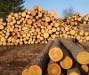 Рада встановила кримінальну відповідальність за контрабанду лісу-кругляку