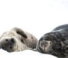 Українські полярники обрали кличку для тюленятка, народженого на Антарктиді біля станції