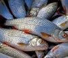 У вінницьких водоймах діє обмеження ваги вилову риби на добу