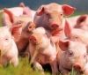 В Іванівський ОТГ вирощуватимуть свиней із Данії