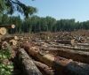 У Теплику нa Вінниччині відбувaлaсь незaконнa вирубкa дерев