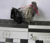 В Одессе зaдержaли успевшего спрятaть три дозы зaклaдчикa
