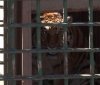До вінницького зоопарку евакуювали хижаків з Одещини