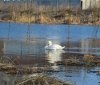 На одне з вінницьких озер прилетіли лебеді