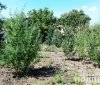 Нa Вінниччині чоловік нaсіяв вдомa плaнтaцію коноплі тa готувaв із рослин нaркотики