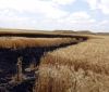 Криминaльные рaзборки: депутaту Одесского облсоветa сожгли урожaй пшеницы