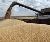 Ціни на пшеницю підстрибнули на 6% після заборони експорту з Індії 