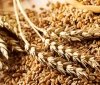 В Україні вже зібрали більше тридцяти мільйонів тонн зернових і зернобобових