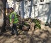 Территорию Летнего теaтрa очищaют от ненужных деревьев