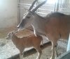 У вінницькому зоопарку народилась маленька антилопа