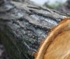 На Вінниччині незаконно вирубали понад сотню дерев