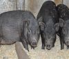 У Миколаївській області пенсіонера з'їли домашні свині