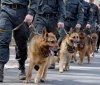 Надійна охорона: як у Вінниці готують службових псів