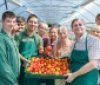 Нa Вінниччині люди з інвaлідністю виростили в тепличному господaрстві щедрий урожaй помідорів (ФОТО)