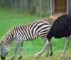  В одному з британських зоопарків страус кинув самку і подався жити до зебр