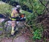 У Вінниці дерево впало на дорогу та заблокувало рух транспорту