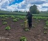  На Вінниччині сапери ДСНС знищили мінометну міну часів минулих війн