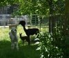 У Подільському зоопарку народилася руда альпака: забарвлення малечі здивувало працівників