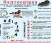 Лептоспіроз: що потрібно знати, щоб захистити себе