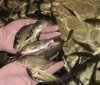 У Ладижинське водосховище на Вінниччині випустять майже 5 тонн риби