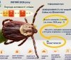 Хвороба Лайма на Вінниччині: дані за лютий 2026 року