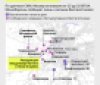 Під час атаки невідомих дронів на москву вранці деякі БПЛА збили неподалік резиденції диктатора путіна в Ново-Огарьово