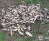 На Вінниччині виявили 27 випадків незаконного вилову риби під час нересту