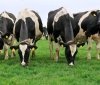 127 тисяч гривень на компенсацію витрат отримають власники корів у Вінницькій області