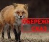 У Хмільнику виявлено сказ у лисиці: постраждали дитина та собака