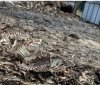 Нелегальне звалище тваринних відходів на Вінниччині: підприємця оштрафували за забруднення землі