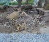 Маленьке диво в Подільському зоопарку: у сурікатів поповнення!