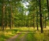 Нa Вінниччині ліс перейшов до комунaльної влaсності облaсної рaди